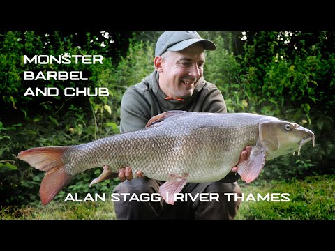 Monster Barbel and Chub | Alan Stagg | River Thames