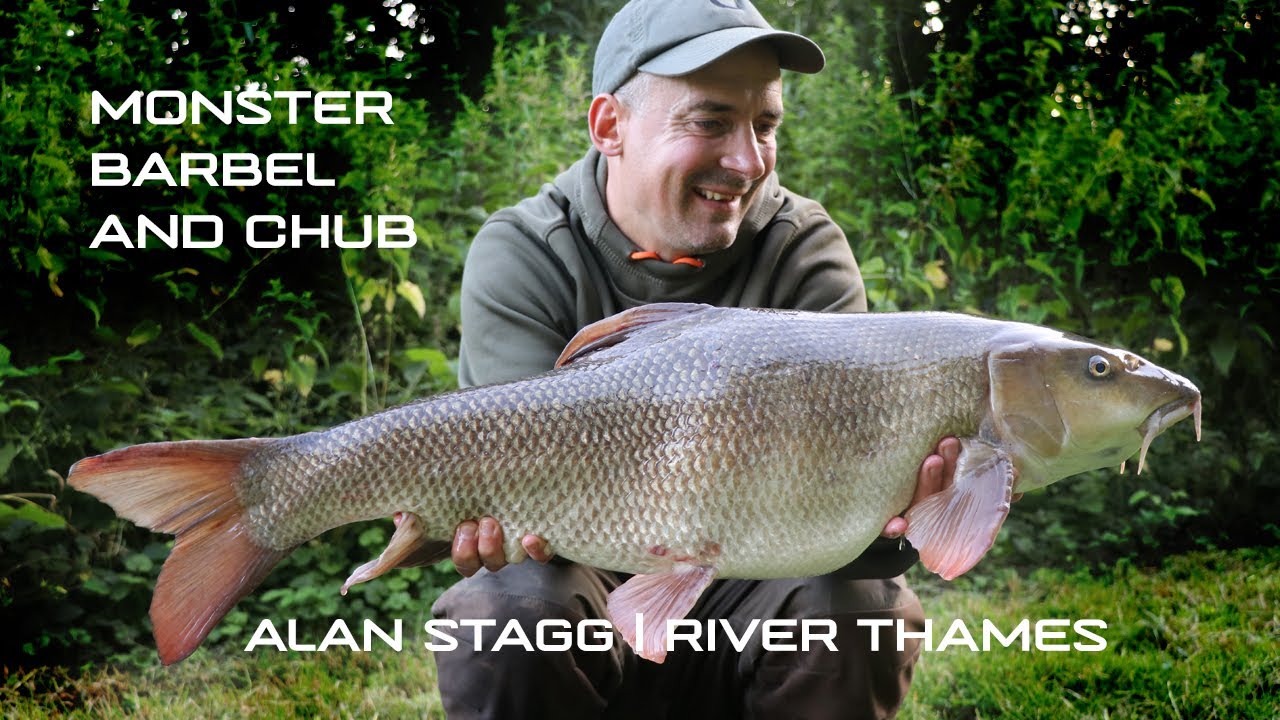 Monster Barbel and Chub | Alan Stagg | River Thames
