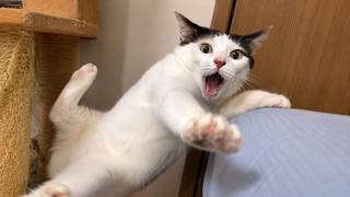 爆笑ペット動画 😂 | 犬と猫の予想外すぎる瞬間まとめ