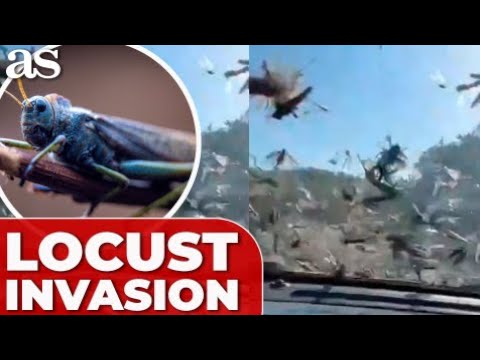 Terrifying LOCUST SWARN engulfs ARGENTINA: SHOCKING FOOTAGE captured from a car