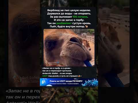 🐫Пьёт 100 литров залпом - и это не про запас в горбу🐫