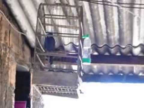 azulao matador de minas gerais