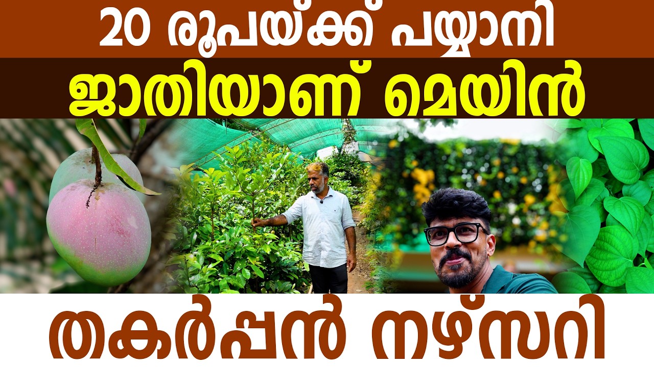 പൊട്ടിക്കീറാത്ത മധുര മാമ്പഴങ്ങളും അപൂർവ്വ ജാതി തൈകളും | Exotic Plant Nursery in Idukki Kerala