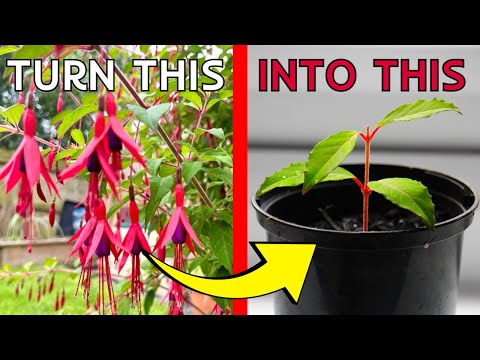 HOW TO take Fuchsia cuttings - The EASY WAY to FREE plants