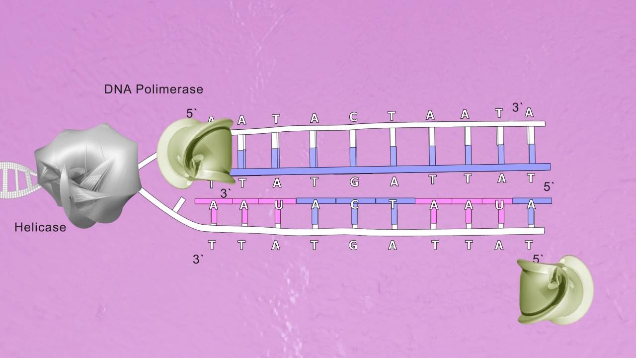 DUPLICAÇÃO DO DNA - Prof. Claudio Bernardazzi