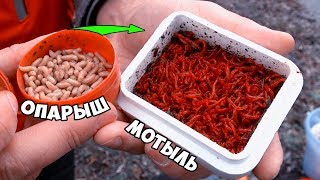 В чем держать мотыля на рыбалке