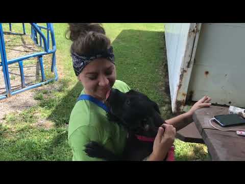 Betty, an adopted American Staffordshire Terrier Mix in Kittanning, PA_image-1