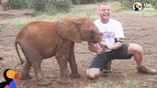 Baby Elephant ATTACKS Man  The Dodo
