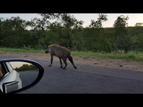 Spotted Hyena walking next to car in Kruger Park