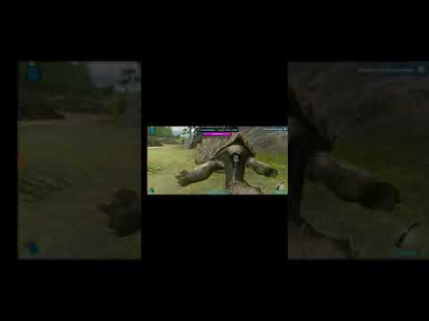 Como domesticar aun carbonemys