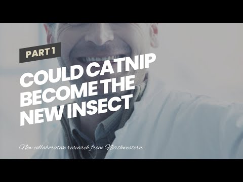 Could catnip become the new insect repellent?