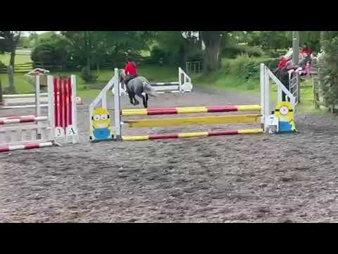 All-Rounder Pony - Image 2