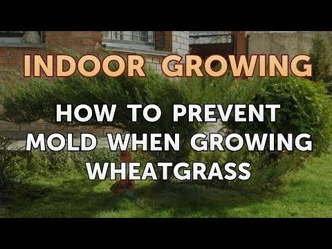 How to Regrow a Broken Aloe Leaf