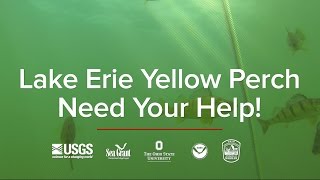 Lake Erie Yellow Perch Project Video