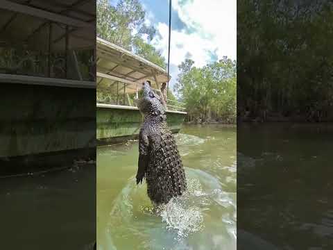 The moment when that big jumping crocodile launches
