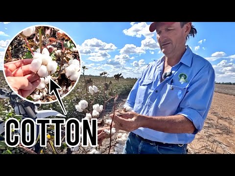 Everything to Know About COTTON! | Growing Cotton