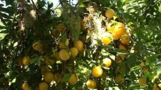 Golden Plum Harvest, Aug. 14, 2013  (HD)