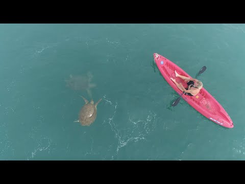 SOUTH BEACH SHARK CLUB Trailer #3