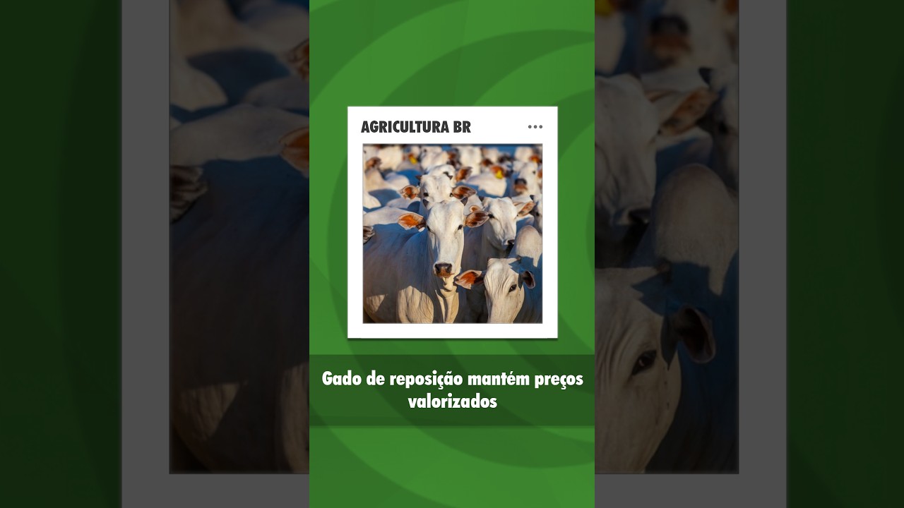 Pecuária mantém valorização, mas mercado do boi gordo ganha atenção
