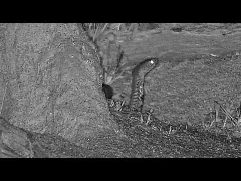 Djuma: Snake-Mozambique Spitting Cobra - 20:32 - 12/19/19