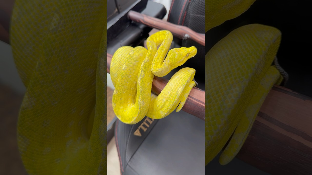 A real high yellow designer green tree python that I’ll be breeding next year.