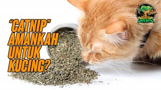 Download lagu Apakah Catnip Baik Untuk Kucing? mp3