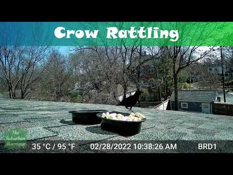 Crow rattles for a minute straight