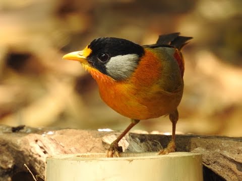 Mesia striebrolíca (Leiothrix argentauris) — starostlivosť, voliéra a kŕmenie