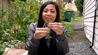 How to Dry Herbs: Harvesting, Drying and Storing Herbs