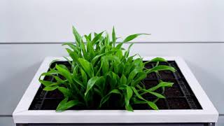 International Journal of Agriculture Innovations and Cutting-Edge Research (HEC 