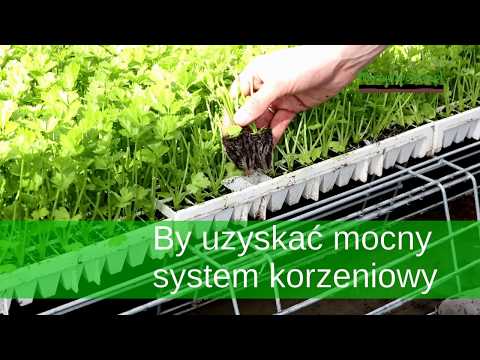 Produkcja rozsady bez tajemnic - zaproszenie do firmy Krasoń