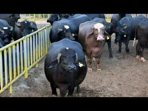 , title : 'Wasan ke Cheema buffalo farm || Buffalo farming in Pakistan || Dairy farming in Pakistan'
