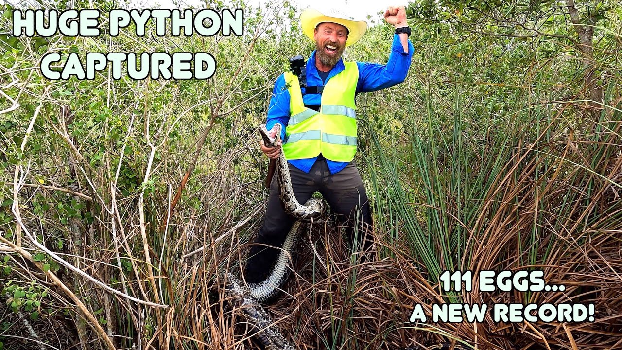 PYTHON BREAKS the STATE RECORD!!! - 111 EGGS
