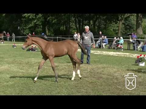 SE081 Stutfohlen von Clarimo - Lorentin I - Maestose xx