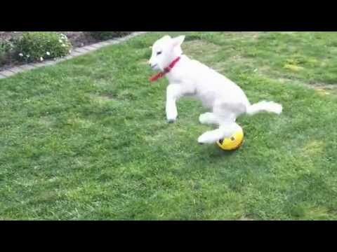 Lucy the pet lamb plays ball