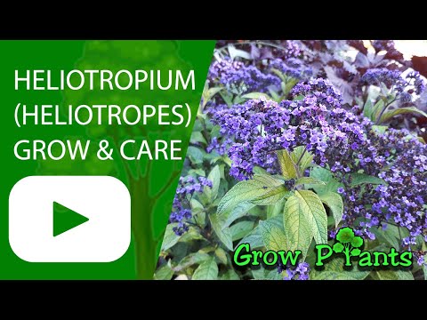 , title : 'Heliotropium - grow & care (Heliotrope)'