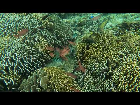 Nikolee, Alvaro, Cass Snorkel Day 1.2 Far