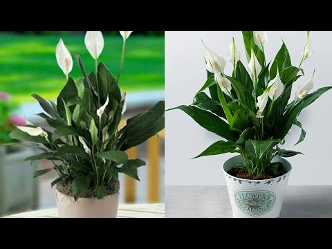 Peace lily flower plant care