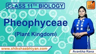 Phaeophyceae | Plant Kingdom | CBSE Class 11 Biology