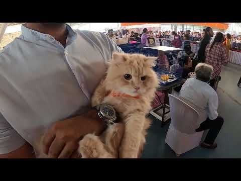 CAT SHOW AT VASHI EXHIBITION CENTRE 22052022