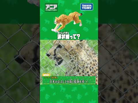 涙状線って？　#アニア #アニア研究所 #タカラトミー #shorts #アドベンチャーワールド