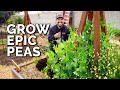 How to Grow Peas From Seed to Harvest