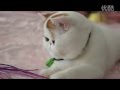 Кот Снуппи - Чудо Экзот 