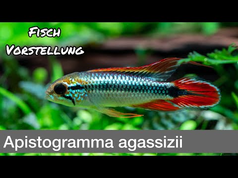 Apistogramma agassizii (Agassiz's Dwarf Cichlid) | Liquid Nature Fish Introduction