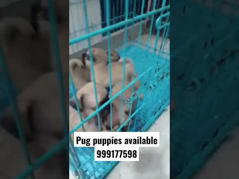 10 most popular hashtags relating to #dog in 2022#dog- 100.00%#dogsofinstagram- 45.17%#puppy-