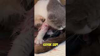 Download lagu THE STRUGGLE OF A MOTHER CAT TO GIVE BIRTH #cat #cutecat #cutecat mp3