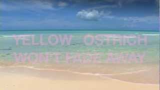 Yellow Ostrich - Won&#39;t Fade Away (Visual Accompaniment)