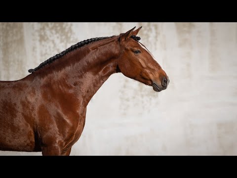 **SOLD** Promising 5YO Lusitano gelding with staggering looks (REF#814)