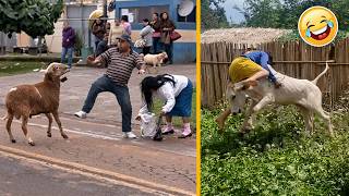 POBRE NÃO TEM UM DIA DE PAZ 🤣 Tente não RIR  - MEMES e videos engraçados