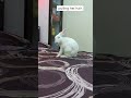 Sign Of Rabbit Pregnancy क्या आपकी खरगोश भी ऐसा करती ह